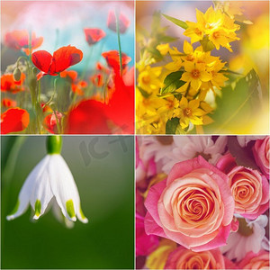 不同的花卉收藏。春天主题集。