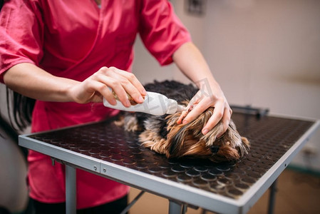 宠物美容师，给小狗清洁耳朵。为家畜提供专业的梳理和清洁服务