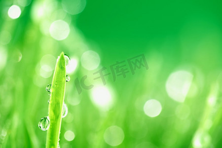 叶片摄影照片_水滴在草叶片自然背景。草自然背景