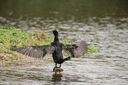 展开翅膀的鸟摄影照片_蝎子在河岸上张开翅膀的自然形象