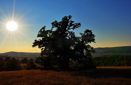 罗马尼亚最古老的橡树在Mercheasa村附近估计近似900年