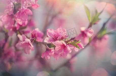 春天摄影照片_樱花盛开在春天的花园里。春天背景