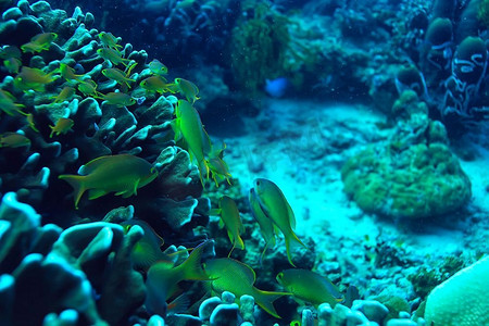 水下世界/蓝海荒野，世界海洋，惊人的水下