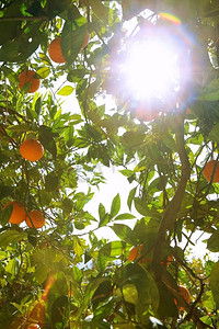 橘子树照片