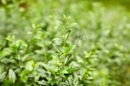 自然，植物学和植物学概念—关闭分支与绿叶。关闭的树枝与绿叶