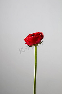 灰色瓦摄影照片_一朵红色毛忍冬，灰色背景上的花，贺卡。灰色背景上的红色毛花花