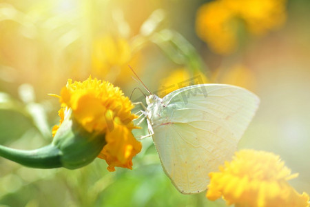 在花园春天自然背景的黄色万寿菊花喂养的绿色蝴蝶 