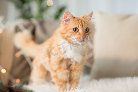 沙发猫摄影照片_宠物，圣诞和卫生概念-冬天在家里用羊皮沙发上的红色猫猫。家里的红猫羊皮沙发上的猫