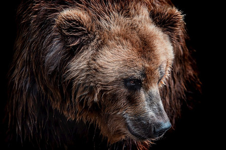 黑色背景下孤立的棕熊的前视图。堪察加熊像(Ursus Arctos Beringianus)