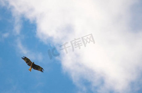 翱翔的雄鹰摄影照片_黑耳鸢，翱翔天际的雄鹰