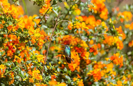colibri摄影照片_中美洲哥斯达黎加的五彩蜂鸟