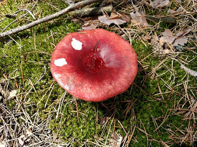 夏日森林里的红色蘑菇。