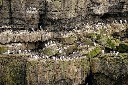 威尔士安格尔西岛悬崖边筑巢的常见游击表情乌里亚