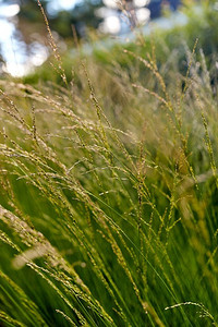 自然和植物区系概念-阳光明媚的夏季田野，种草或草本植物。阳光明媚的夏日田野，种着青草或香草