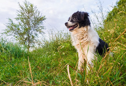 边境牧羊犬犬摄影照片_快乐的边境牧羊犬狗坐在草地上在自然的中间寻找周围享受一个晴朗的一天的沉默。