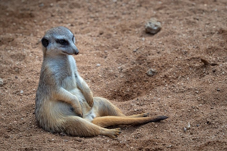 动物眼睛摄影照片_一只猫鼬坐在沙滩上，（Suricata suricatta）。