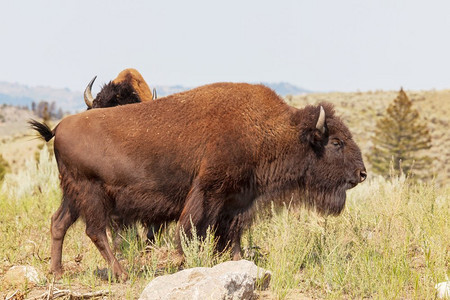 大喇叭摄影照片_美国黄石国家公园的野生水牛