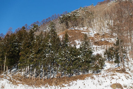 自然、景观和野生动物概念—日本的冬季森林。日本冬季森林