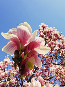 玉兰树摄影照片_ 花，树，春天，背景