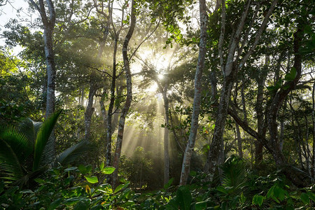 蕨类树叶摄影照片_中美洲哥斯达黎加的薄雾雨林