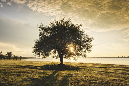 单独的树剪影在河边湖有日落或日出在绿色草甸在乡村风景单树一色调葡萄酒 