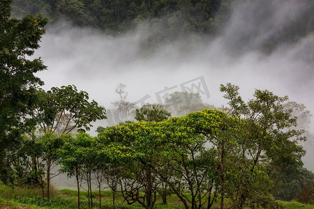 中美洲哥斯达黎加的迷雾雨林
