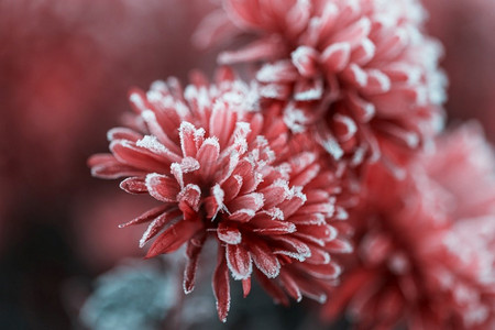 赛季摄影照片_花园里五颜六色的秋菊