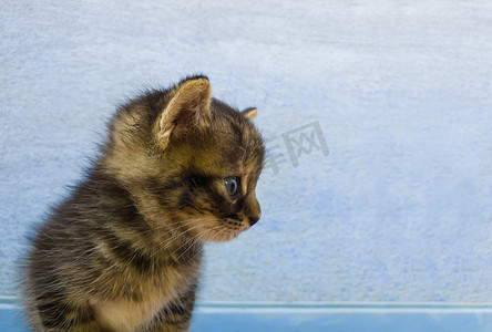 一个可爱的小条纹灰色小猫的特写肖像与棕色斑点看起来好奇在蓝色墙壁背景。