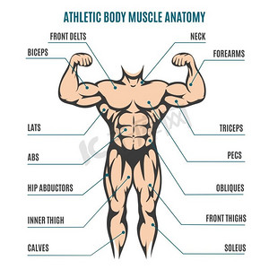 运动身材男子形体肌肉解剖。运动身材男子形体肌肉解剖。人体肌肉系统的矢量化插图