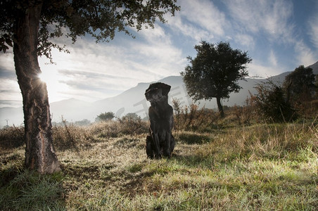 人动物生物摄影照片_晨雾中一只黑色拉布拉多犬的肖像