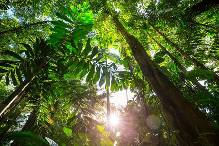蕨类树叶摄影照片_中美洲哥斯达黎加的迷雾雨林
