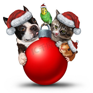 圣诞宠物装饰品是一只可爱的猫、小狗和小鸟，还有一只戴着圣诞老人帽子的可爱仓鼠作为冬季季节的象征。