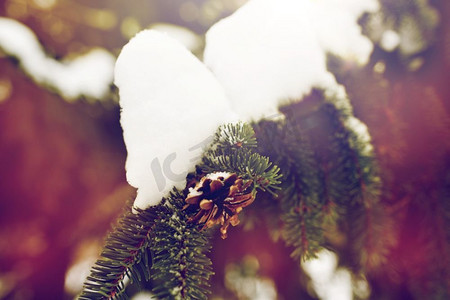季节，野生自然和圣诞概念-冬季森林中的杉木树枝和雪果。冬季森林中的杉木树枝，有雪，有球果