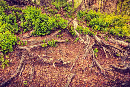 有根的植物摄影照片_详细的性质。森林中有绿色植物的树根。林中绿植的树根