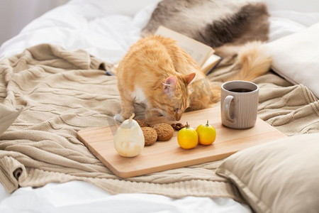 红杯摄影照片_宠物，卫生和家畜概念-红色猫猫在家里的床上嗅食物。家里的红猫猫在床上嗅食物