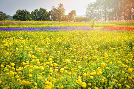 春背景摄影照片_春夏黄花五彩园/美丽的万寿菊花田