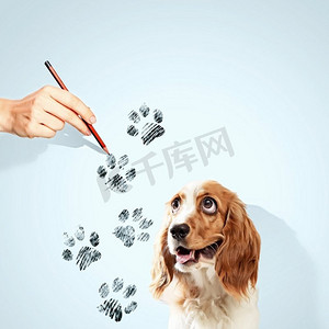 有趣的西班牙猎犬。画着爪子的有趣的西班牙猎犬形象