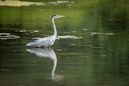 炎热的夏天，美丽的苍鹭在河中涉水猎食