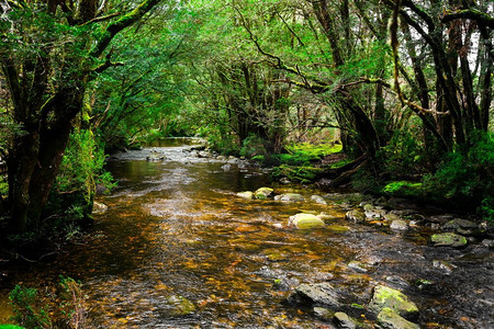 森林小溪摄影照片_在澳大利亚塔斯马尼亚的摇篮山国家公园，美丽的小溪穿过雨林丛林。