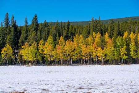 季节变换，美国科罗拉多州初雪和秋树。