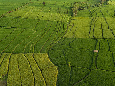 为谁培养人摄影照片_鸟瞰稻田在白天时间，巴厘岛，印度尼西亚