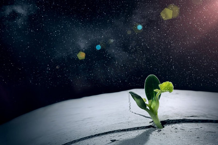 月球上有生命吗？从月球表面的裂缝中长出的绿色植物