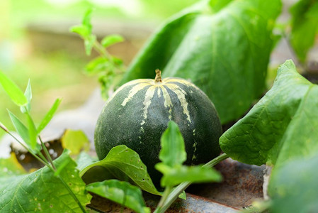 甜瓜—绿色香瓜泰国瓜在农场花园农业自然背景 