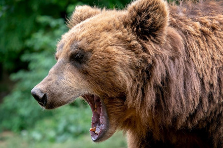 忍耐张开的口吻。棕色堪察加熊肖像(Ursus Arctos Beringianus)。来自俄罗斯的危险动物的详细脸部肖像。