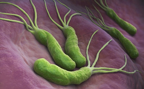 幽门螺杆菌是一种在胃中发现的革兰氏阴性微嗜氧菌。3D插图。幽门螺杆菌细菌
