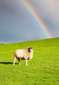 背景下雨卡通摄影照片_放牧在绿色草甸的羊在春天和彩虹后下雨复活节背景