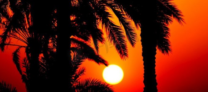日落或上升通过热带棕榈树在日落或日出全景web横幅标题的风格化全景射击