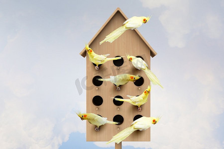 友好生活的公寓。带有筑巢盒子和生活在里面的许多鸟的概念图像