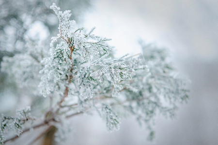 森林冷杉绿针上的霜冻和雪