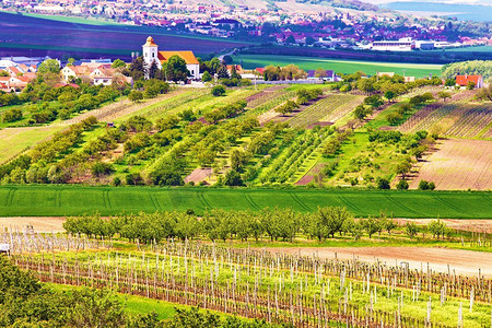 春天水果摄影照片_春天农村风景与绿色葡萄园和城镇在背景。捷克共和国南摩拉维亚的葡萄园。韦尔克巴甫洛夫维采镇